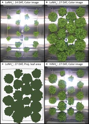 From urine to food and oxygen: effects of high and low NH4+:NO3- ratio on lettuce cultivated in a gas-tight hydroponic facility